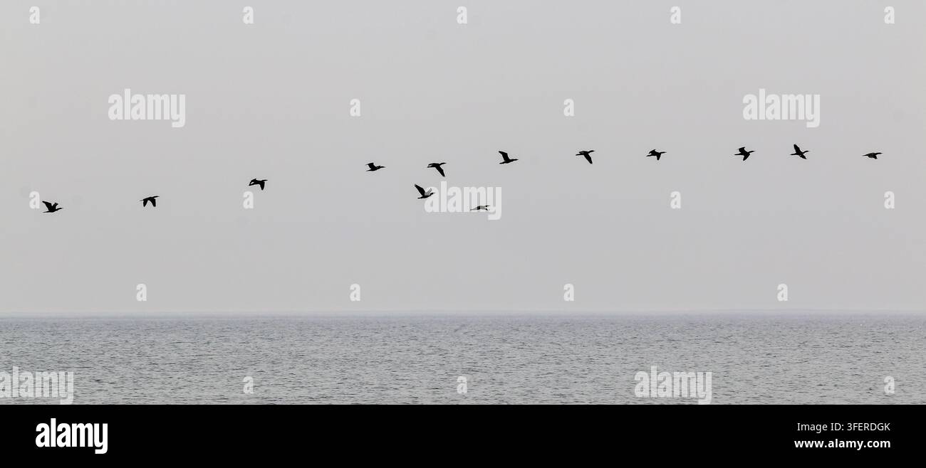 Si vedono uccelli volare in fila sopra l'acqua a Corolla, North Carolina. Foto Stock