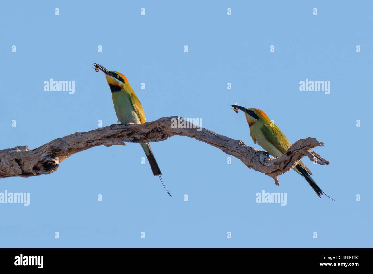 Una coppia di gru di Rainbow Bee-eaters (Merops ornatus) con un'ape nel becco, Queensland, Australia Foto Stock