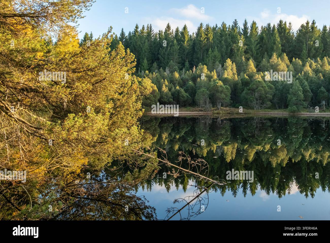 Perfetta riflessione della foresta sulla superficie calma di un lago, Foresta Nera Foto Stock
