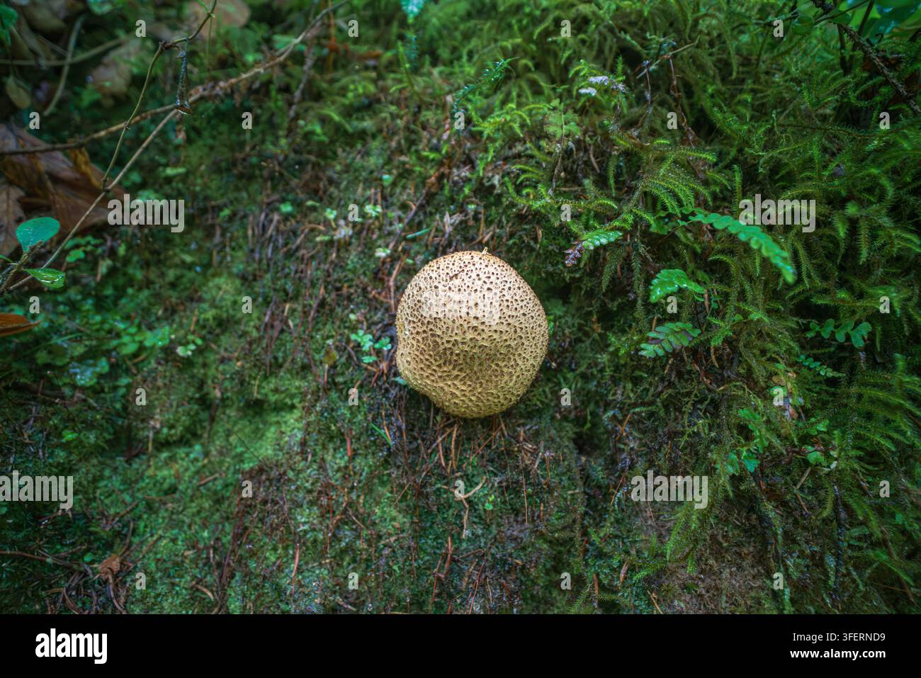 Un primo piano dettagliato cattura un fungo terroso, noto anche come fungo a palla, che cresce su una parete rocciosa verticale pesantemente ricoperta di muschio verde lussureggiante Foto Stock