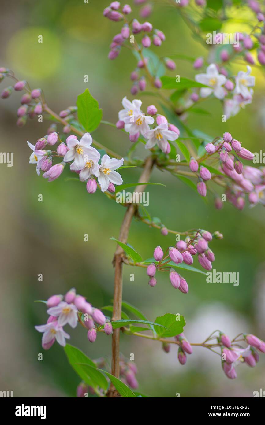Close up del fiore profumato del cespuglio Deutzia, fiorisce in primavera. A causa delle recenti ondate di caldo nel Regno Unito quest'estate, questo cespuglio ora fiorisce in primavera. Foto Stock