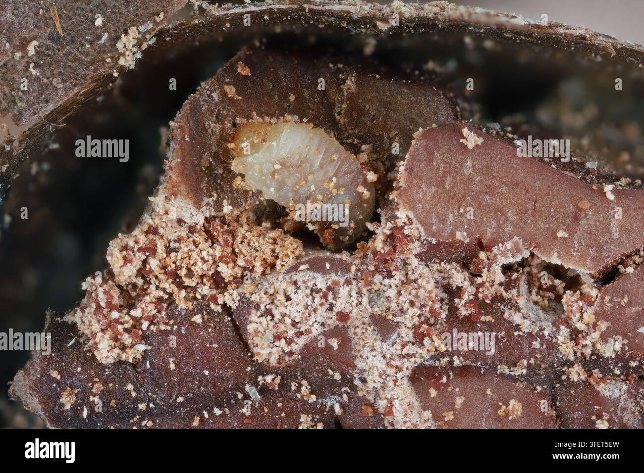 Larva di coleottero dei chicchi di caffè (Araecerus fasciculatus) in un seme di cacao. Foto Stock