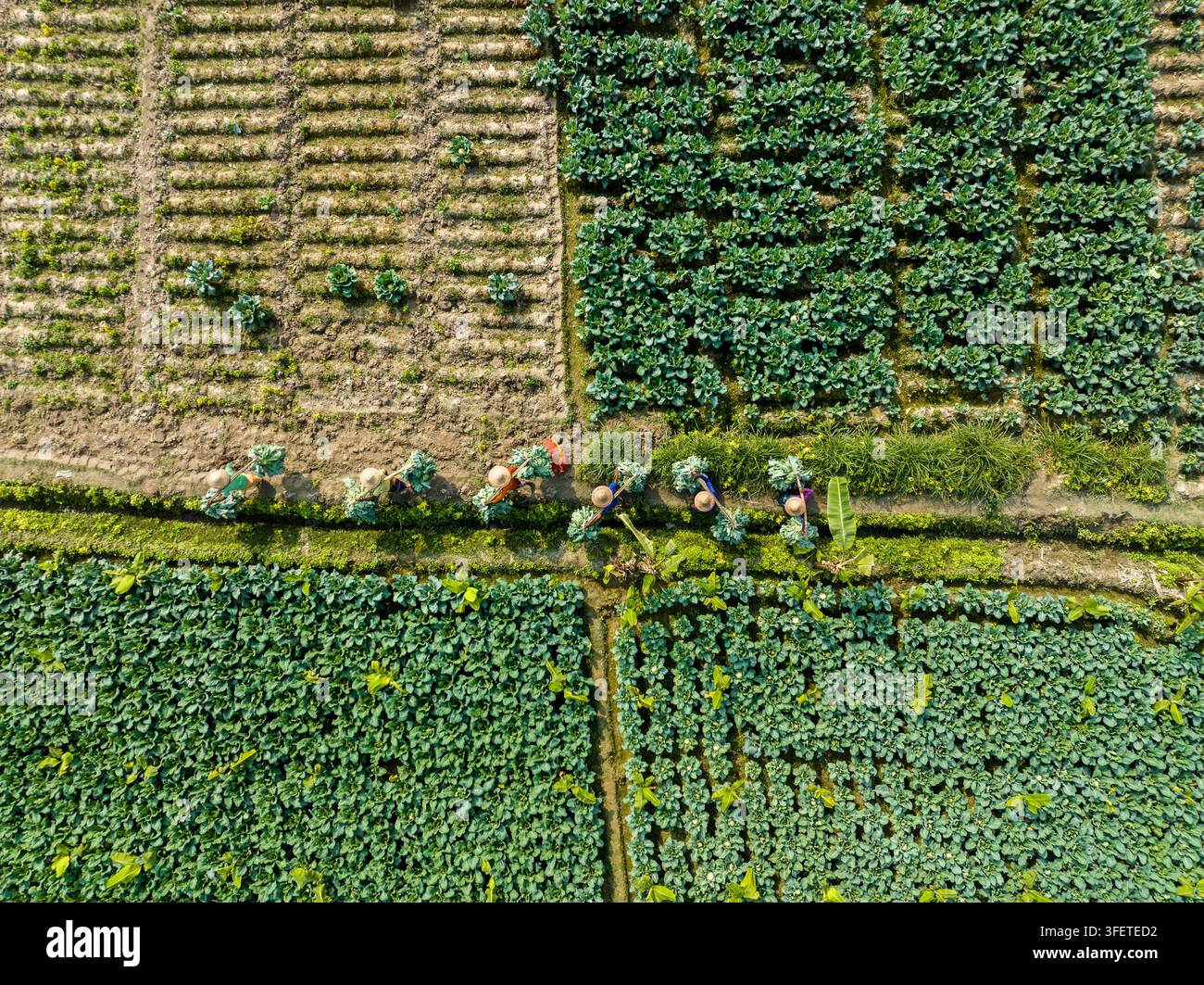 Bogura, Divisione di Rajshahi, Bangladesh – 14 dicembre 2024: Veduta aerea di contadini con cappelli a cono che camminano lungo un sentiero tra una vegetazione verdeggiante Foto Stock