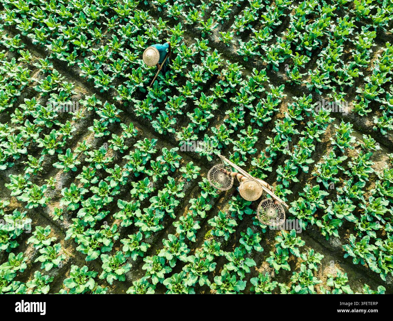 Bogura, Divisione di Rajshahi, Bangladesh – 14 dicembre 2024: Veduta aerea di agricoltori che indossano cappelli a cono e lavorano in un campo di verdure rigoglioso, con su Foto Stock