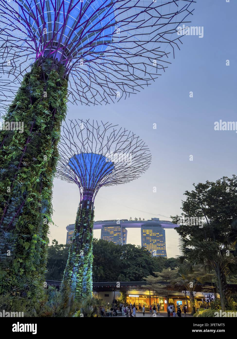 Supertree blu illuminati nel Supertree Grove al crepuscolo con il Marina Bay Sands illuminato sullo sfondo, Gardens by the Bay, Singapore Foto Stock