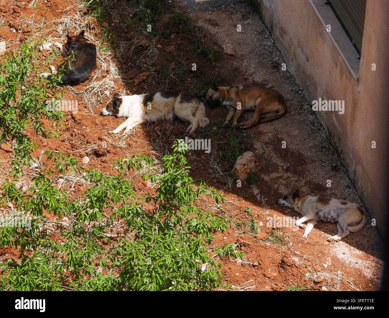 Amman, Giordania : Il fenomeno dei cani randagi che si diffondono nei quartieri residenziali (cani dormienti) Foto Stock