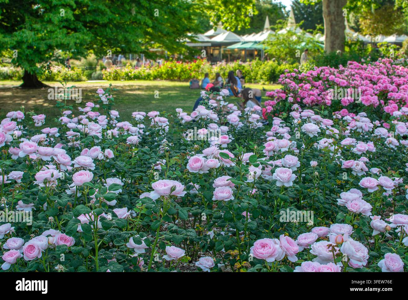 Aiuoli di rose in piena fioritura a maggio, Regent's Park, Londra Foto Stock