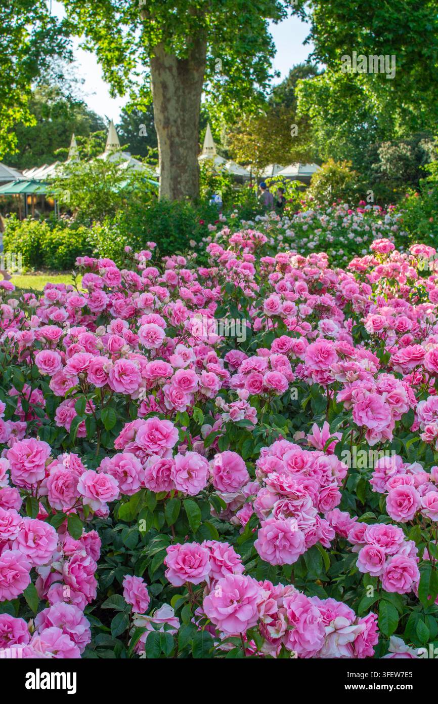 Aiuoli di rose in piena fioritura a maggio, Regent's Park, Londra Foto Stock