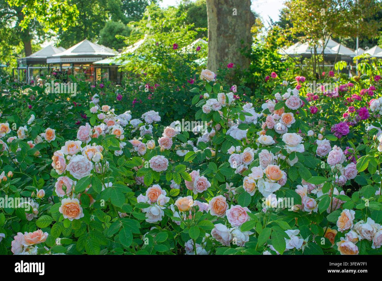 Aiuoli di rose in piena fioritura a maggio, Regent's Park, Londra Foto Stock