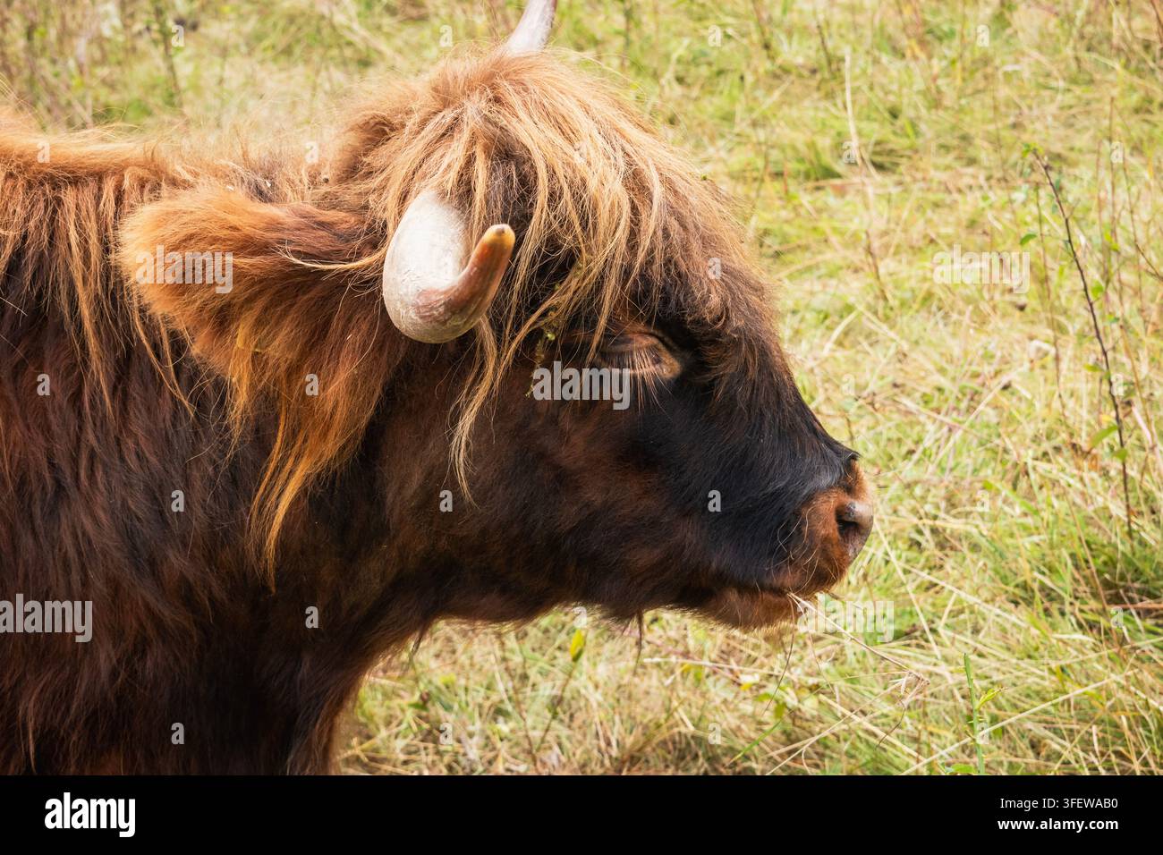Vista laterale della testa di una mucca scozzese, giorno d'estate Foto Stock