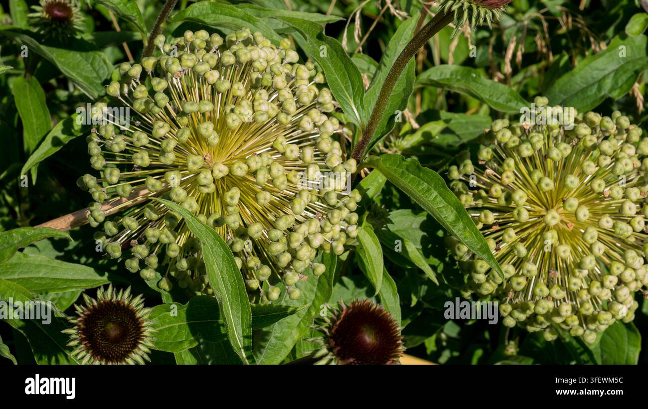 Testa di seme verde di allio ornamentale con capsule in maturazione accanto a boccioli di echinacea — Concetto: conservazione dei semi e ciclo di vita del giardino, piantagione architettonica Foto Stock