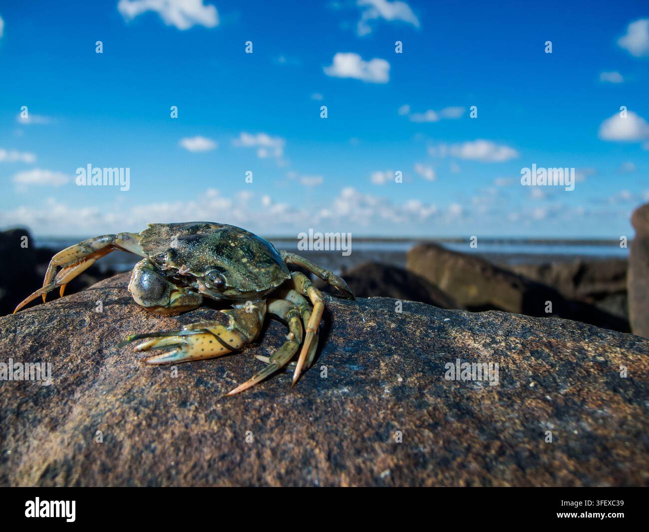 Primo piano grandangolare di un granchio comune (latino: *Carcinus maenas*) su una roccia ai margini del Mare delle Wadden della Bassa Sassonia, su uno sfondo soleggiato. Foto Stock