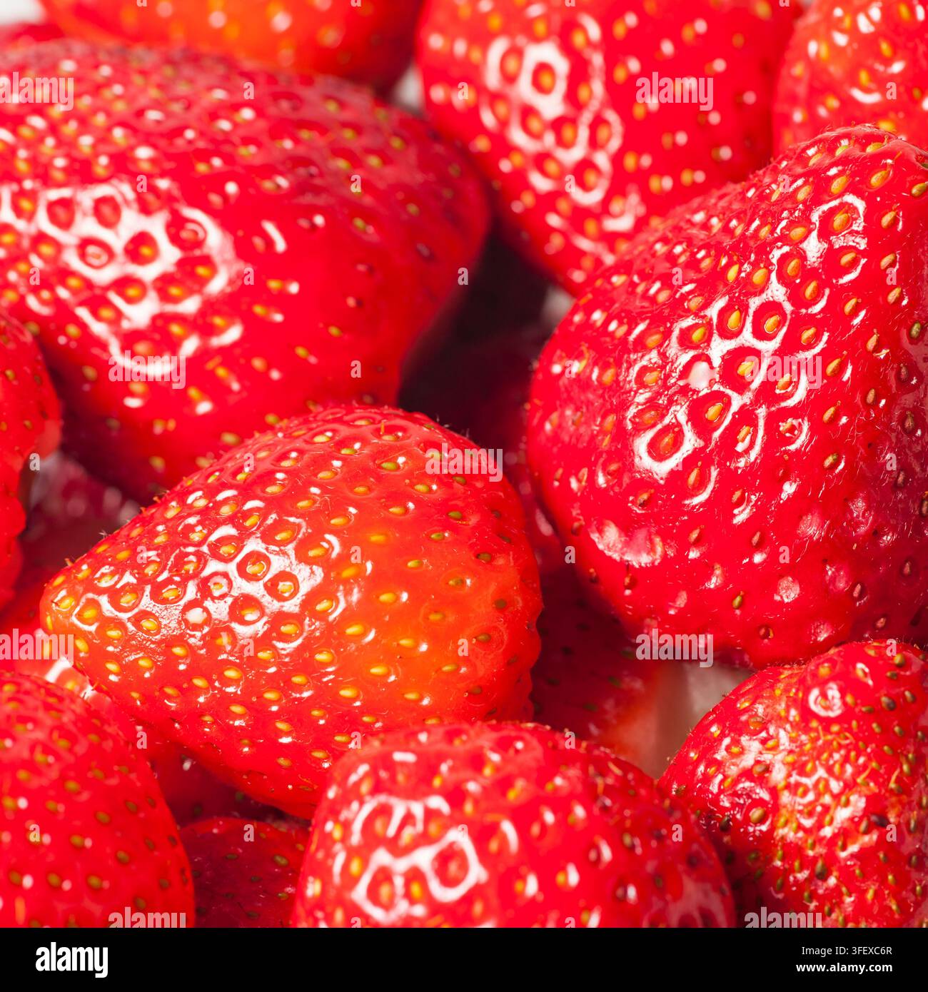 Inquadratura quadrata a tutto schermo di fragole fresche mature e preparate. Foto Stock