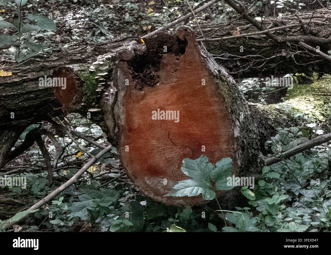 La sezione trasversale esposta, marrone-rossastra, di un tronco di legno duro tagliato con segni di decadimento interno. Foto Stock