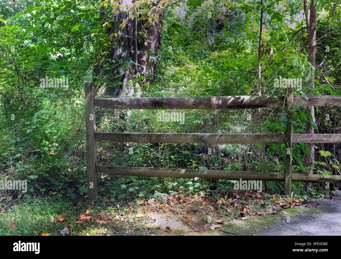 Un recinto in legno a tre pali sfrangiati e consumato, sullo sfondo di alberi e fogliame verdi e fitti Foto Stock