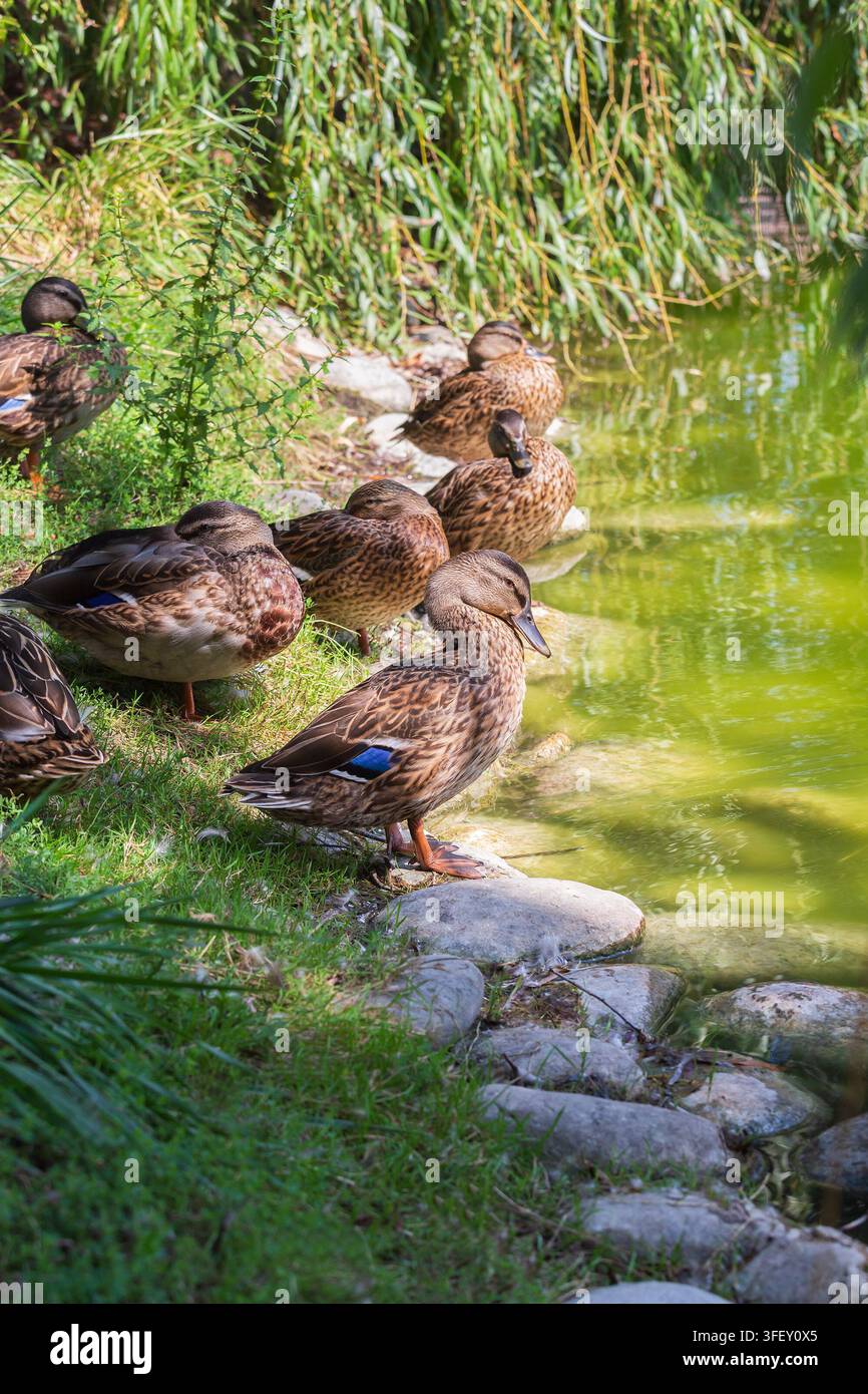 Un gruppo di anatre femmine riposa sulla riva di uno stagno durante la parte calda della giornata. Foto Stock