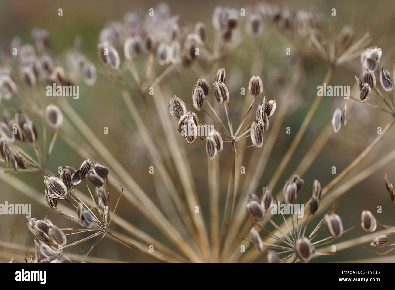 Primo piano di semi di aneto maturi su un ombrello. Spezie aromatiche e ingredienti per la cucina. Foto Stock