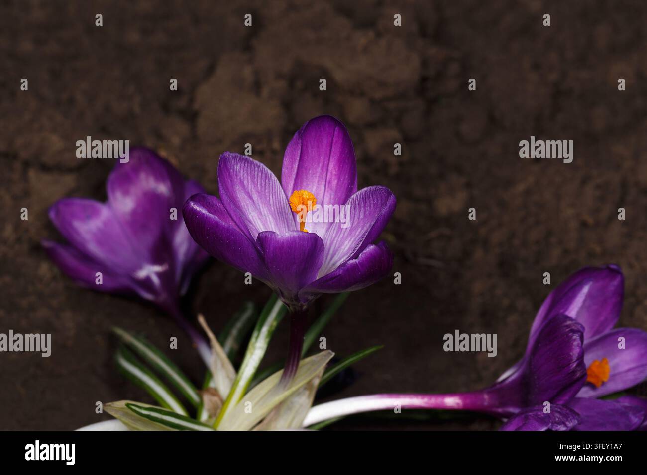 Tre fiori di croco viola in primo piano sullo sfondo del terreno Foto Stock