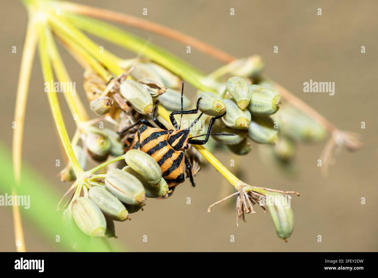 Un adulto arancione di scarabeo europeo a scaglie striate, Graphosoma Italicum Foto Stock