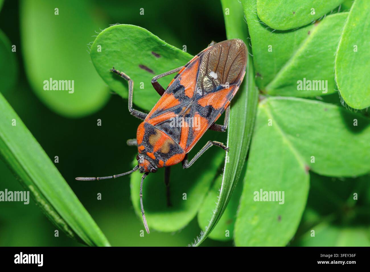 Vista dall'alto del Coccinella indiano del latte, Spilostethus Pandurus, pugnale delle sementi Foto Stock