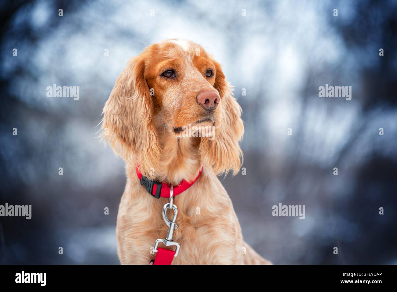Ritratto di uno spaniel da caccia rosso brillante e bianco in inverno. Passeggiata con il cane nel parco. Foto Stock