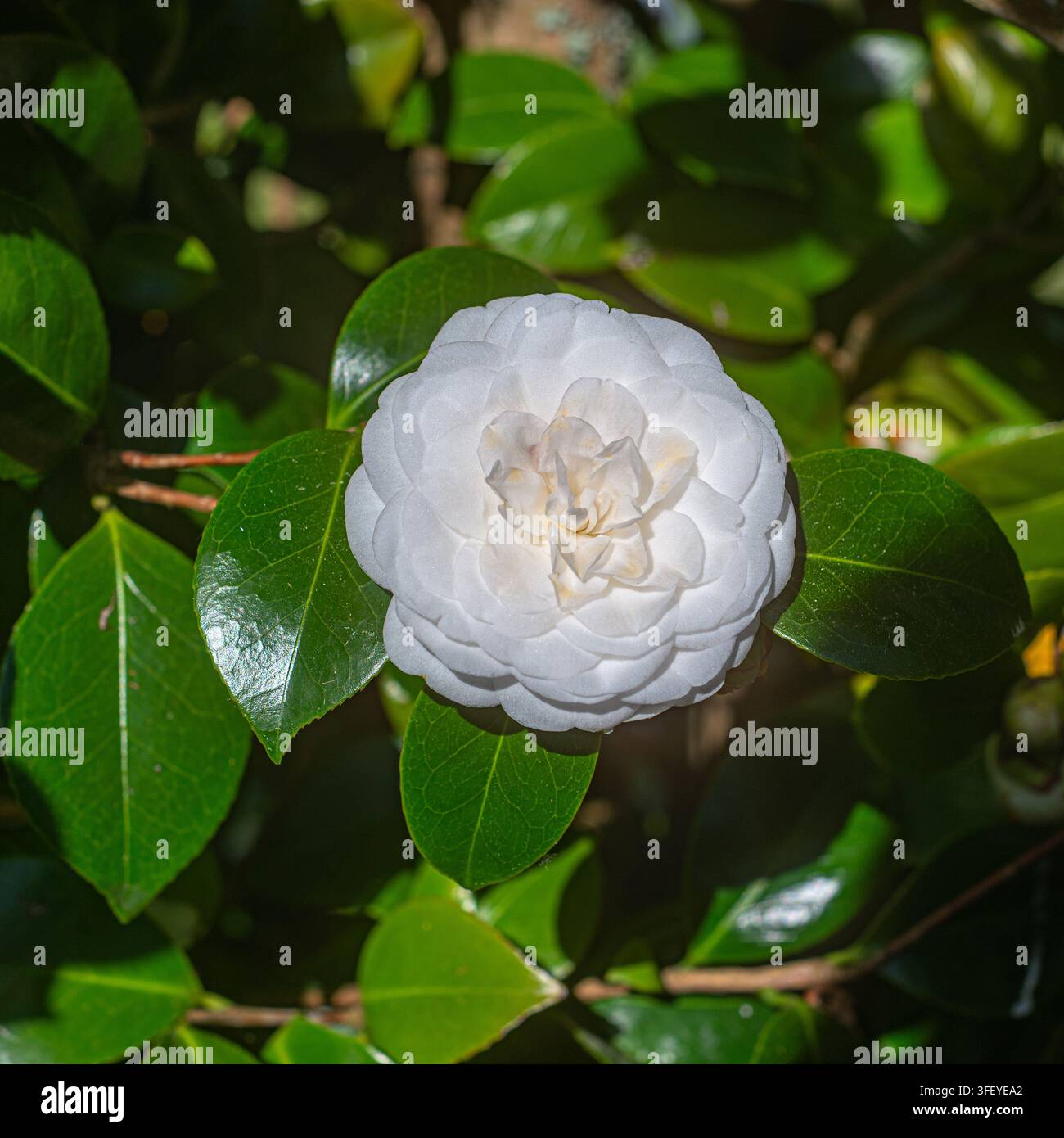 3 aprile 2026 - Spagna: Vista ravvicinata di un fiore di camelia giapponese bianco completamente sbocciato. È un arbusto che fiorisce tra l’inverno e la primavera. Il suo fiore Foto Stock