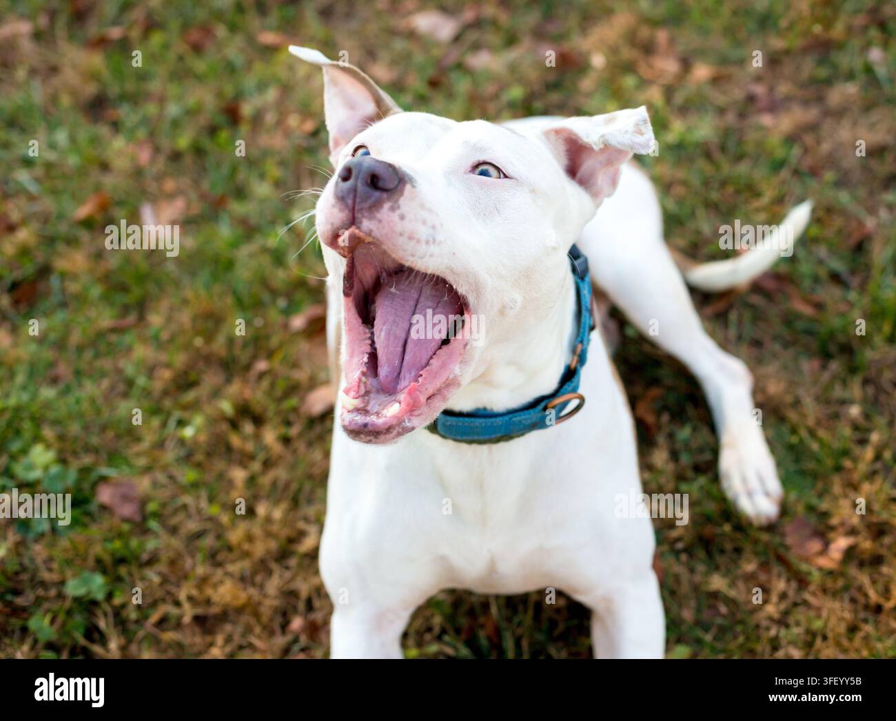 Un cane di razza mista Pit Bull Terrier che apre la bocca per catturare una sorpresa Foto Stock