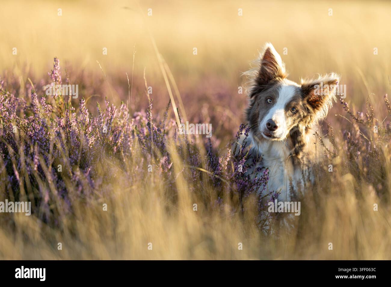 Border Collie curioso che sbircia attraverso l'erica viola nella morbida luce dorata della brughiera Foto Stock