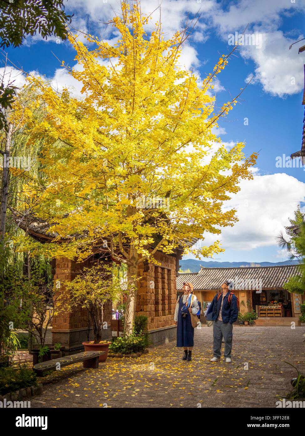Coppia che guarda in alto verso la chioma dorata dei ginkgo, Antica Città di Shaxi, Yunnan, Cina Foto Stock