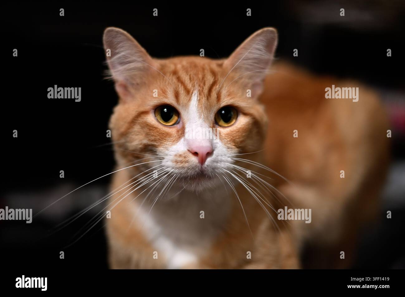 Ritratto frontale ravvicinato di un gatto domestico tigrato arancione e bianco attento che stabilisce un contatto visivo diretto su uno sfondo interno scuro e leggermente sfocato. Foto Stock
