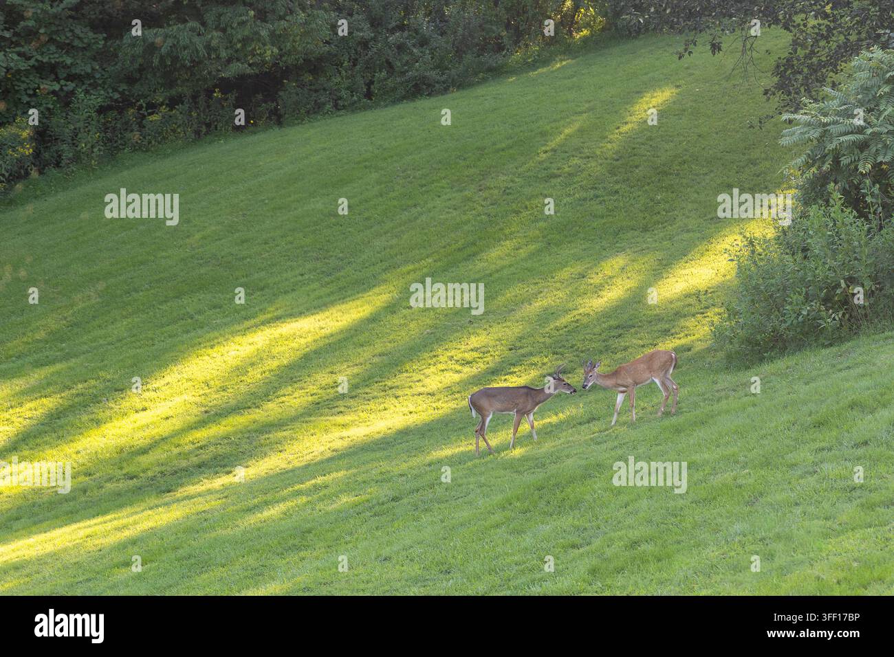 Due giovani cervi dalla coda bianca si affrontano su una collina verde illuminata da fasce di luce del sole nel tardo pomeriggio nella campagna della Virginia, USA. Foto Stock