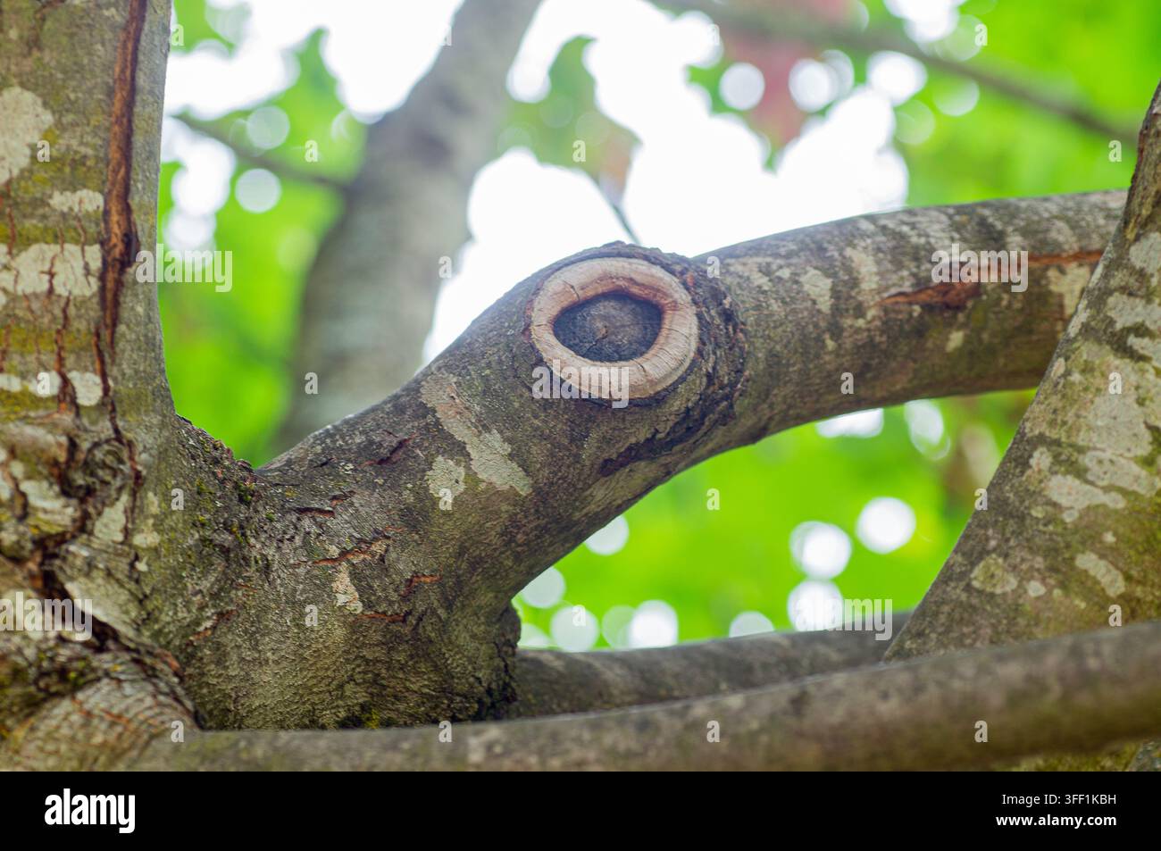 Primo piano di un ramo d'albero con una cicatrice circolare che assomiglia a un occhio, circondata da fogliame verde. Foto Stock