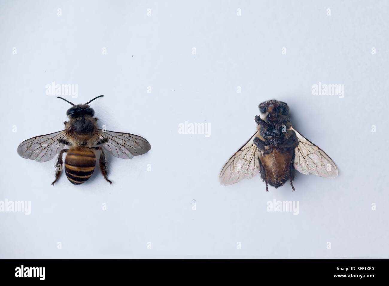 Due esemplari di api mellifere esposti affiancati su uno sfondo bianco semplice, mostrando viste dorsali e ventrali per studi entomologici Foto Stock