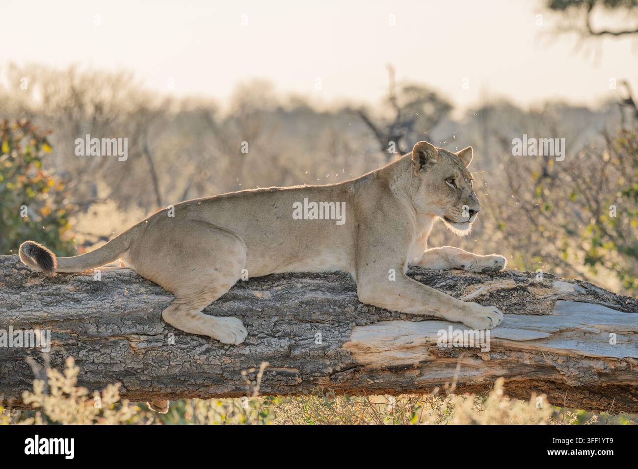 Leoni illuminati dal sole su un ramo basso nel Delta dell'Okavango Foto Stock