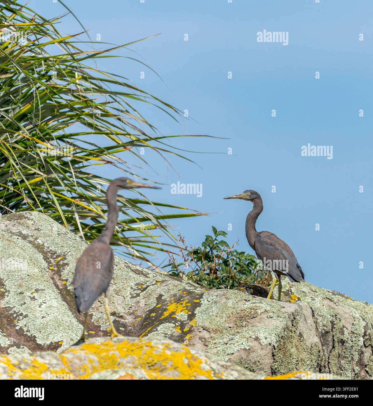 Dark Morph Pacific Reef Heron (Egretta sacra) in nuova Zelanda. Foto Stock