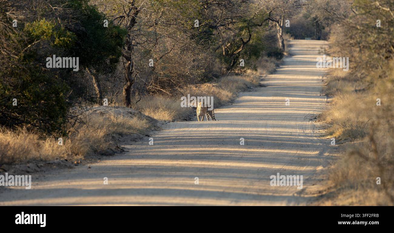 un leopardo maschio massiccio sulla strada sterrata Foto Stock