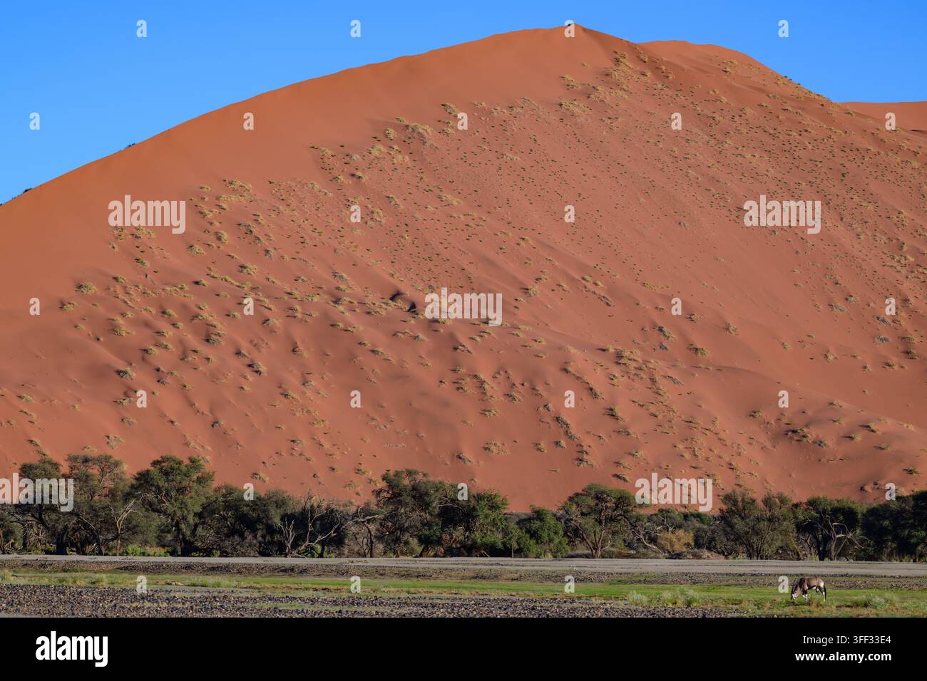Un oryx solitario pasce in primo piano di una massiccia duna di sabbia color ruggine sotto un cielo blu terso. Una vegetazione rada punteggia la base della duna e Foto Stock