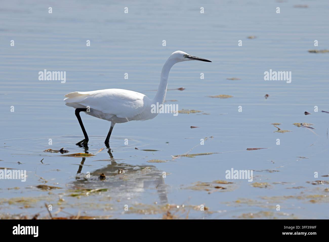 Garzetta (Egretta garzetta) Foto Stock