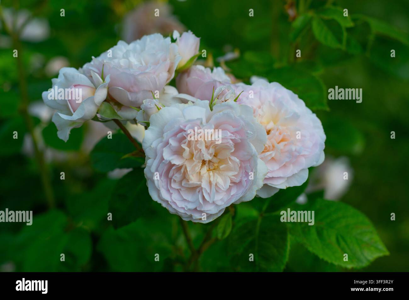 Rosa Emily Brontë (Ausearnshaw) Rosa cespugliosa inglese allevata da David Austin Foto Stock