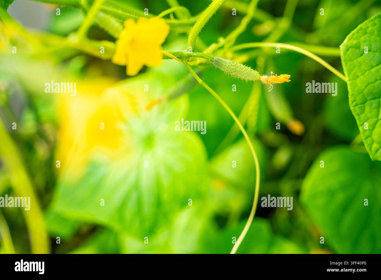 Giovane cetriolo che si sviluppa da un fiore sulla vite in serra. La crescita precoce dei frutti rappresenta lo sviluppo delle piante, la coltivazione di verdure e il cibo casalingo Foto Stock