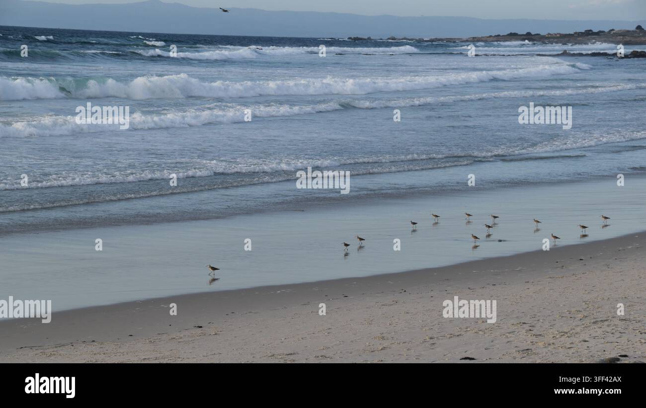Stormo di uccelli costieri che cercano cibo su una spiaggia della costa del Pacifico della California Foto Stock