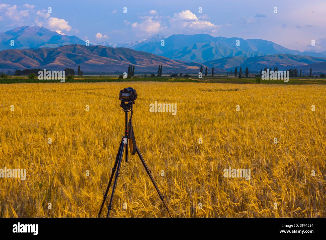 Una fotocamera professionale montata su un treppiede si trova in un campo di grano dorato. Montagne maestose si ergono in lontananza sotto un cielo blu terso, creando un paesaggio rurale sereno. Foto Stock