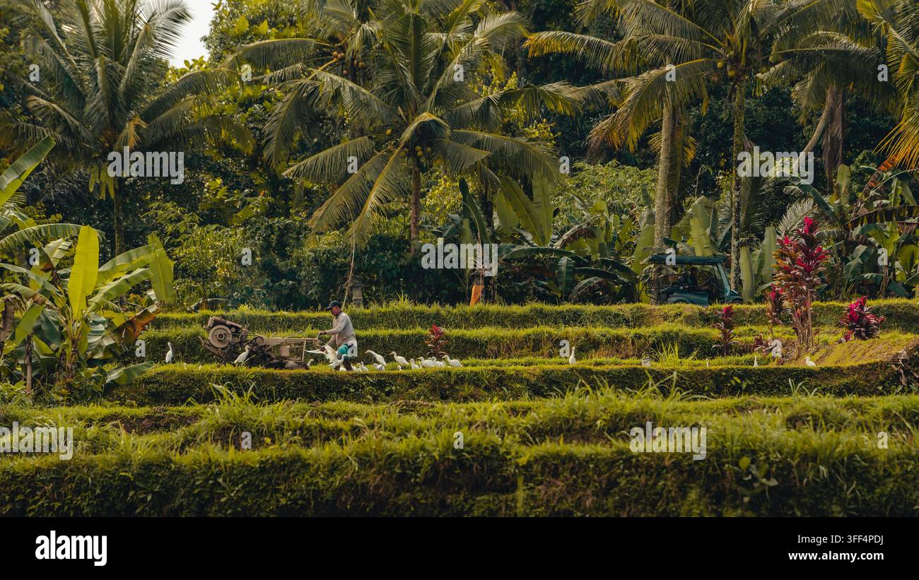 Contadino balinese che lavora nei campi di riso tra gli aironi bianchi Foto Stock