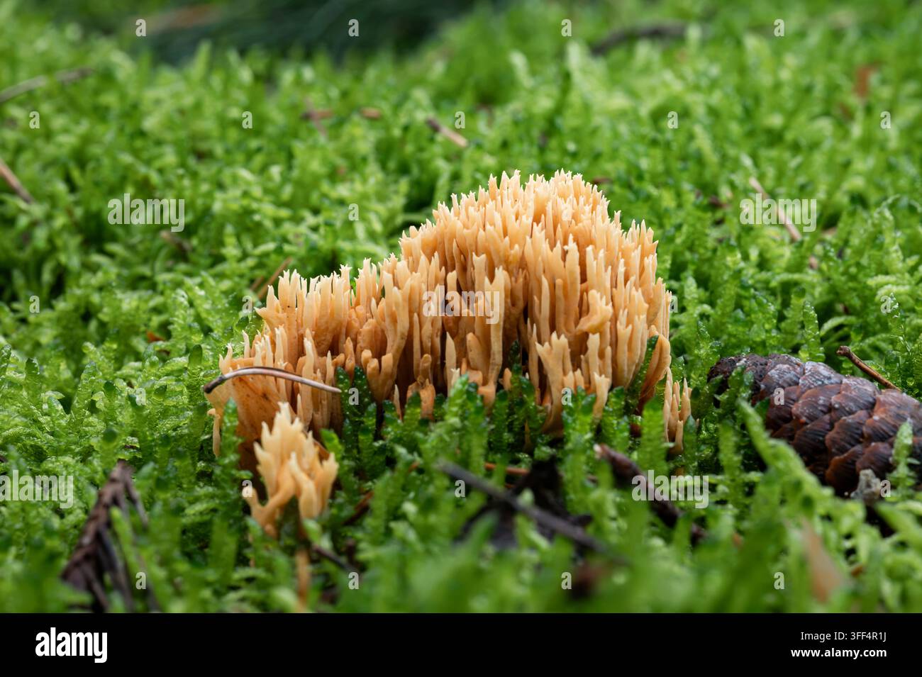 Funghi corallini che crescono nella muschio verde sul suolo della foresta Foto Stock