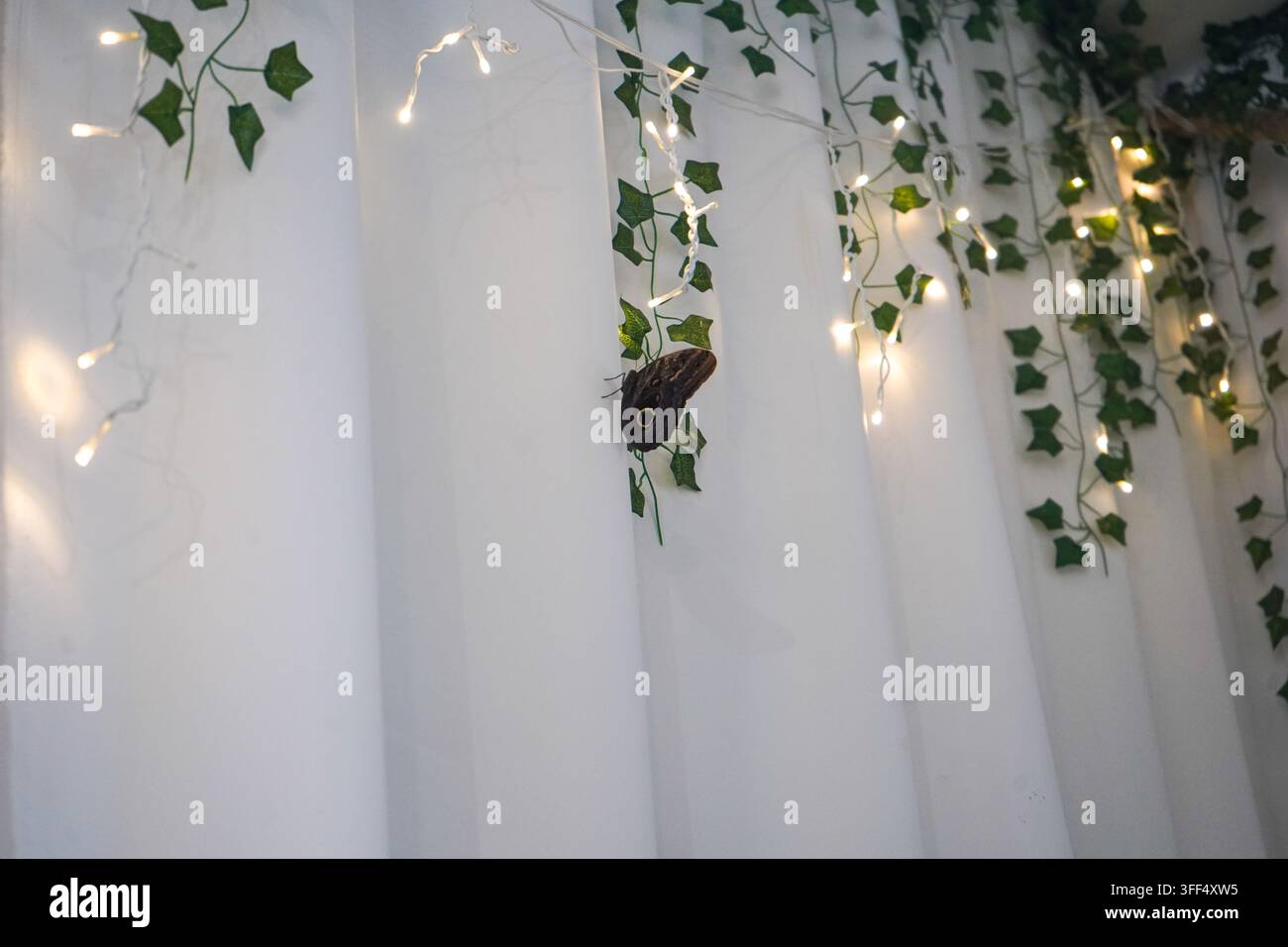 Grande farfalla scura con macchie oculari che riposa su uno stelo di edera artificiale tra luci decorative e tende bianche. Foto Stock