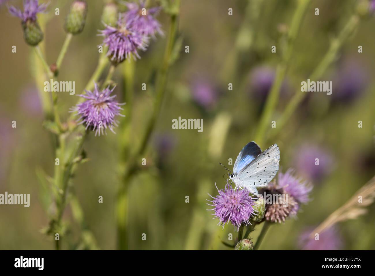 Holly Blue Celastrina argiolus, una femmina di seconda generazione che prende il volo dopo essersi nutrita su fiori di cardo strisciante, Nottinghamshire, Regno Unito, luglio Foto Stock