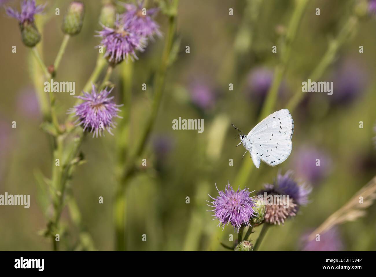 Holly Blue Celastrina argiolus, una femmina di seconda generazione che prende il volo dopo essersi nutrita su fiori di cardo strisciante, Nottinghamshire, Regno Unito, luglio Foto Stock