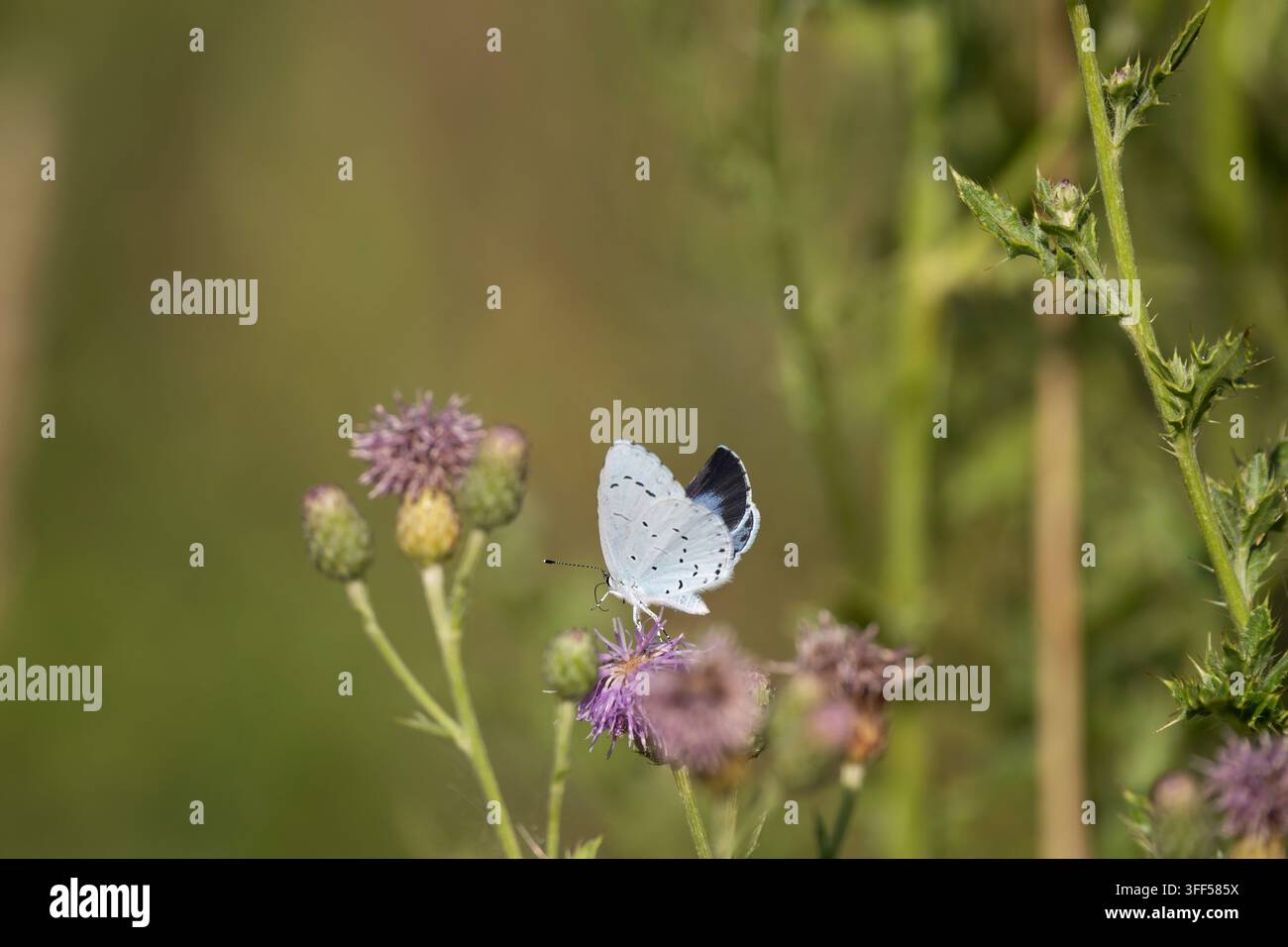 Holly Blue Celastrina argiolus, una femmina di seconda generazione che prende il volo dopo essersi nutrita su fiori di cardo strisciante, Nottinghamshire, Regno Unito, luglio Foto Stock