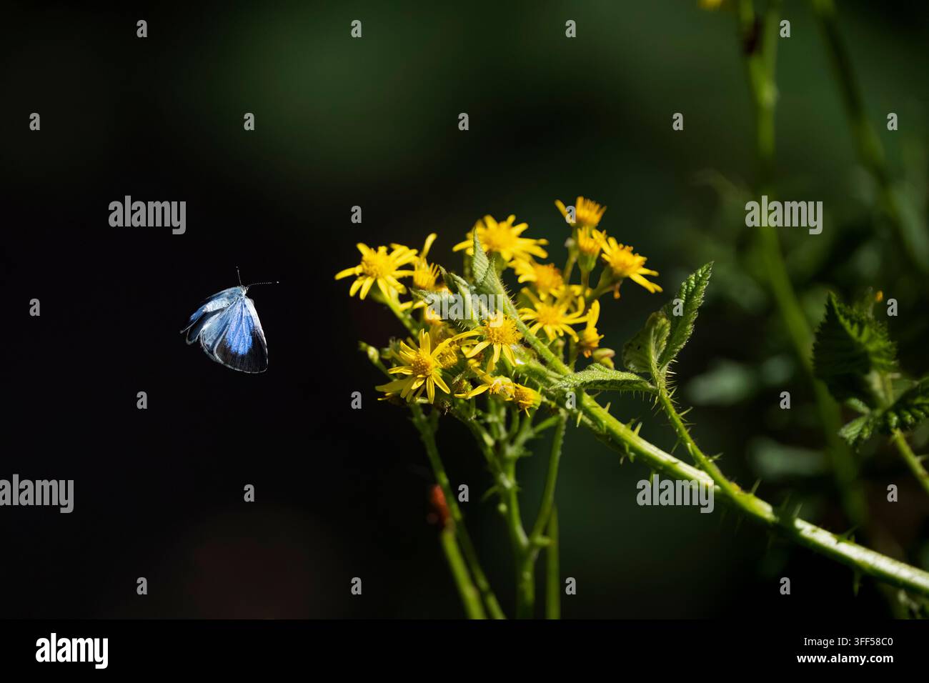 Holly Blue Celastrina argiolus, un imago di seconda generazione, una farfalla femmina che si avvicina a un fiore di ragwort per nutrirsi; Nottinghamshire, Regno Unito, luglio Foto Stock