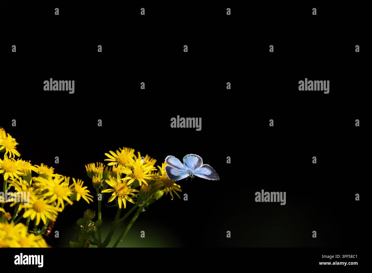 Holly Blue Celastrina argiolus, un imago della seconda covata, una farfalla femmina che prende il volo dopo essersi nutrita di fiori di senecione, Nottinghamshire, Regno Unito, luglio Foto Stock